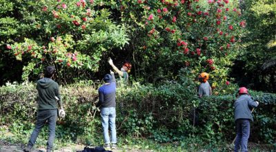 Ottima partecipazione all’iniziativa per la cura del verde nella Villa Floridiana