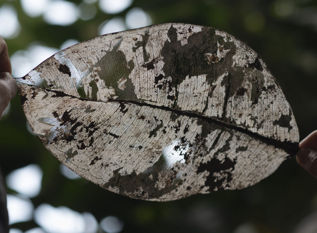SIBILLE Oracoli e divinazioni in forma moderna