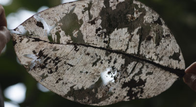 SIBILLE Oracoli e divinazioni in forma moderna